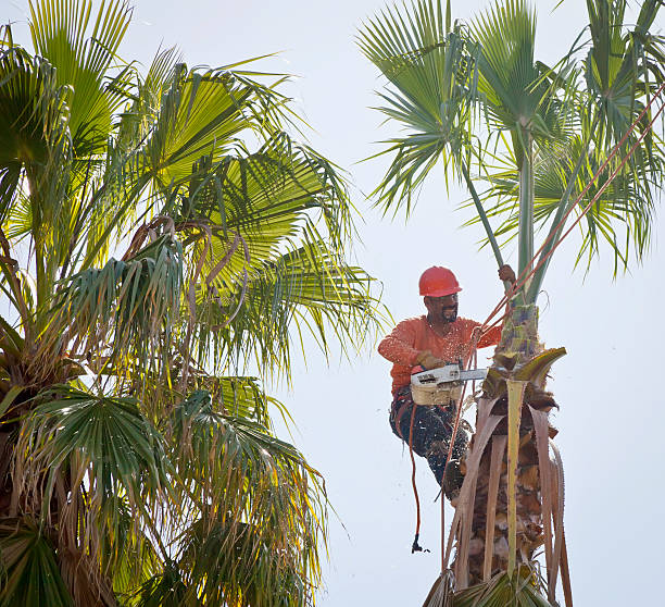 Best Tree Trimming and Pruning  in USA