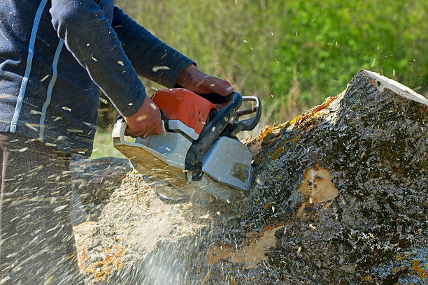 Best Tree Maintenance Programs  in USA